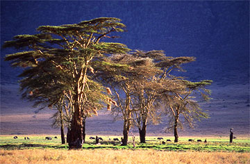 trees tanzania